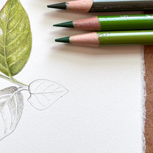 Botany for Botanical Artists – September 26, 2025