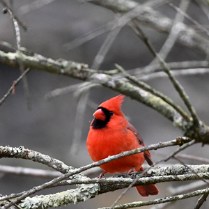 The Northern Cardinal: An In-Depth Look at America's Favorite Bird – October 25, 2025