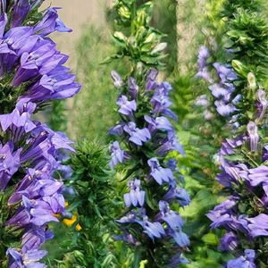 Designing with Native Plants: Creating Beautiful, Sustainable Gardens – August 3, 2025