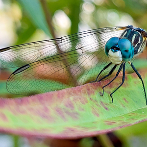 Dragonflies & Damselflies – June 13, 2026