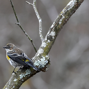 Fall Migration Walk – September 13, 2025