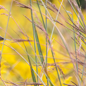 Feeding the Birds in the Fall and Winter – September 13, 2025