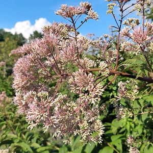 First Saturday Walk – July 4, 2026