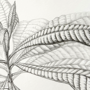 Advanced Graphite Techniques – November 11 and 12, 2025