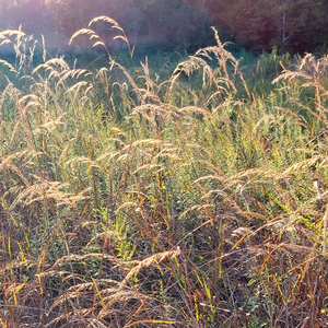 Guided Nature Therapy Retreat - October 5, 2025