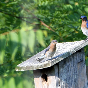 Spring Migration Bird Walk - April 11, 2026