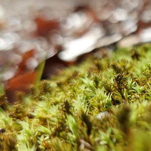 Rooted Wisdom: Nature's Role Guided Walk – September 12, 2026