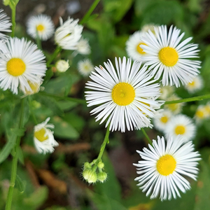 See a Flower, Draw a Flower – June 9, 2026