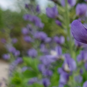 Botanical Art Sketchbook Workshop: Plants of Adkins – June 19, 2026