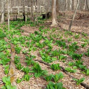 Soup 'n Walk: Blossoms, Birds, and Frogs of Early Spring – March 21, 2026