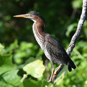 Slow Birding – June 11, 2026