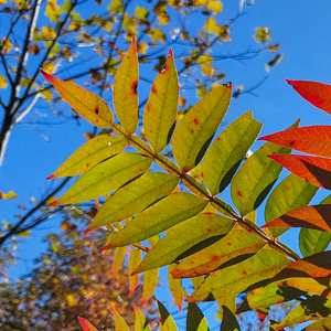 Soup 'n Walk: The Dazzling Palette of Autumn – October 17, 2026