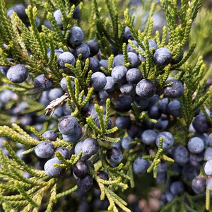 Soup 'n Walk: Nature's Harvest – November 21, 2026