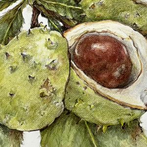 Advanced Watercolor with Colored Pencil – October 9 and 10, 2025