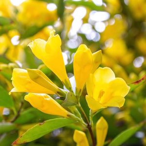 Gelsemium sempervirens 'Margarita' (Carolina jessamine)