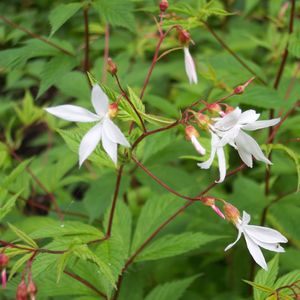 Gillenia trifoliata (Porteranthus trifoliatus) (Bowman's root)