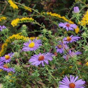 Grandparent Membership