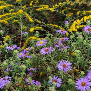 Grow Your Colors – August 15, 2026