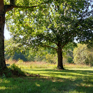 Guided Nature Therapy Retreat – October 4, 2026
