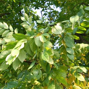 Gymnocladus dioicus (Kentucky coffeetree)