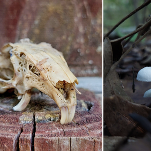 Interpreting Wildlife Skulls + Halloween Nature Walk - October 31, 2025