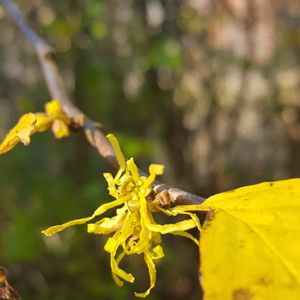 Hamamelis virginiana (witch hazel)