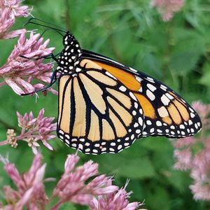Healing Walk - December 4, 2026