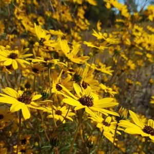 Helianthus angustifolius (swamp sunflower)