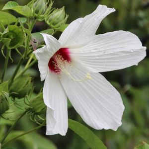 Hibiscus moscheutos (swamp rose mallow)