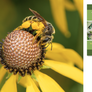 Specialist Bees with Heather Holm
