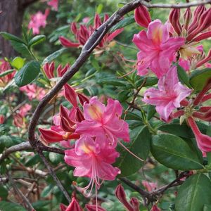 Household Membership