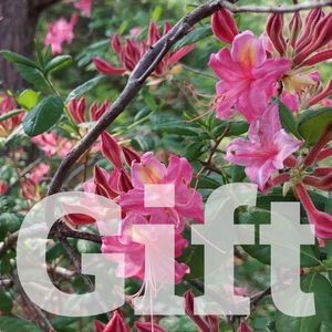 Household Gift Membership