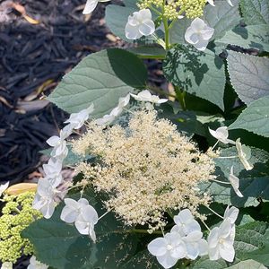 Hydrangea arborescens 'Haas Halo' (smooth hydrangea)