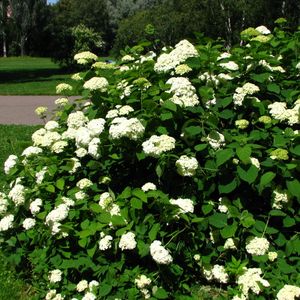 Hydrangea arborescens (smooth hydrangea)