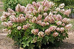 Hydrangea quercifolia 'Munchkin' (dwarf oakleaf hydrangea)