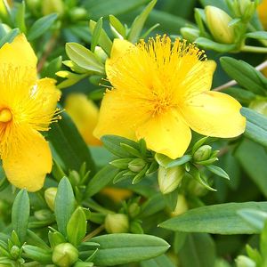 Hypericum prolificum (shrubby St. John's wort)