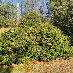 Ilex opaca 'Maryland Dwarf' (dwarf spreading American holly)
