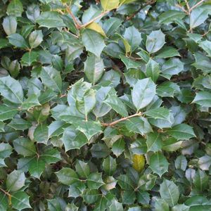 Ilex opaca 'Jersey Knight' (American holly)
