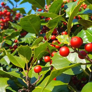 Ilex opaca (American holly)