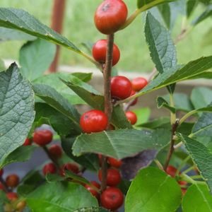 Ilex verticillata 'Red Sprite' (winterberry, female)