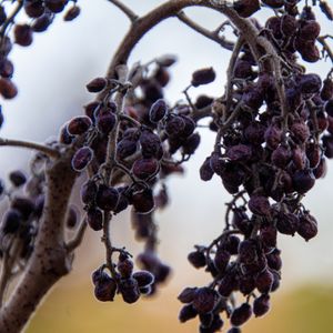Soup 'n Walk: Nature's Harvest – November 15