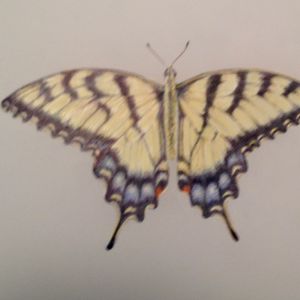 Butterflies in Colored Pencil