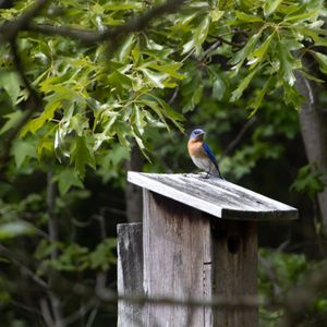 Spring Songbird Migration Walk - 5/4