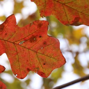Fall Color, Fruits, Buds, & Bark - October 23