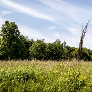 From the Ground Up: A Native Meadow Field Trip - July 6