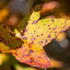 Nature Photography - October 28