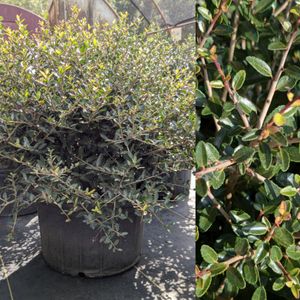 Ilex vomitoria 'Nana' (dwarf yaupon holly)