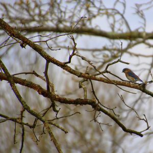 Spring Songbird Migration - April 9