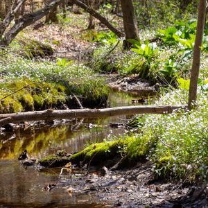 Beavers, Tuckahoe Creek, & Beyond Soup 'n Walk - May 18