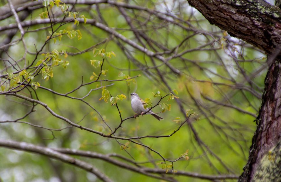 Spring Songbird Migration April 23